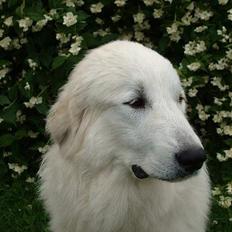 Pyreneerhund Bubbles