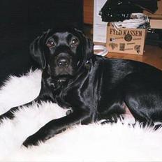 Labrador retriever Mickey