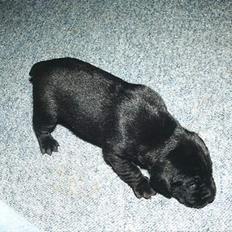 Labrador retriever Mickey