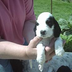 Cocker spaniel musse