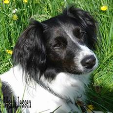 Dansk svensk gaardhund Freja (24/6)