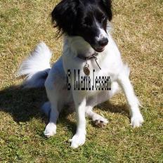 Dansk svensk gaardhund Freja (24/6)
