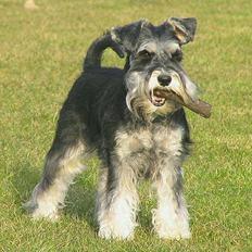 Dvaergschnauzer Nida