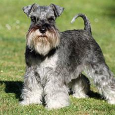 Dvaergschnauzer Dina