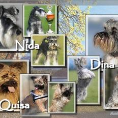 Dvaergschnauzer Nida