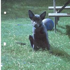 Australsk kelpie Tess