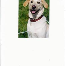 Labrador retriever Lady