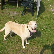 Labrador retriever Lady