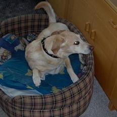 Labrador retriever Lady