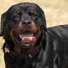 Rottweiler  Rex *26-4* - *22-8 06*