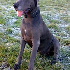Grand danois BLUE TEMPTATION'S HOPE