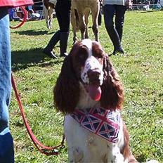 Engelsk springer spaniel Abba