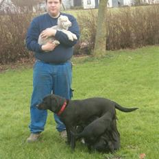 Labrador retriever           (formel1)Vikki 