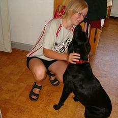 Labrador retriever           (formel1)Vikki 