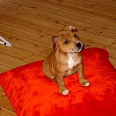 Staffordshire bull terrier ! CH.Cocio--