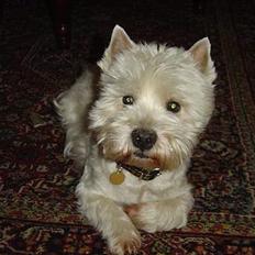 West highland white terrier Sivas