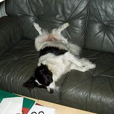 Blanding af racer Pjuske