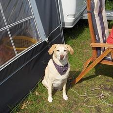 Labrador retriever lady