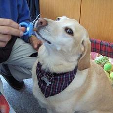 Labrador retriever lady