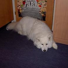 Samojedhund Snuggi !
