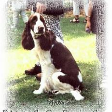 Engelsk springer spaniel Abba