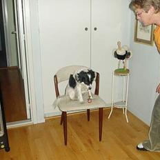 Blanding af racer Pjuske