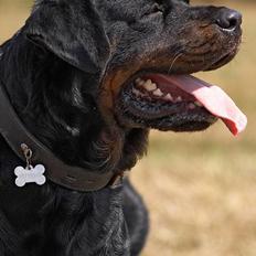 Rottweiler  Rex *26-4* - *22-8 06*