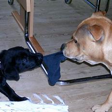 Blanding af racer freja