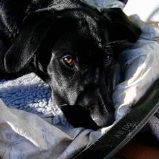 Blanding af racer freja