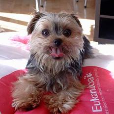 Yorkshire terrier Emma