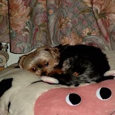 Yorkshire terrier Emma