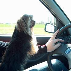 Yorkshire terrier Emma