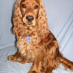 Cocker spaniel Luna