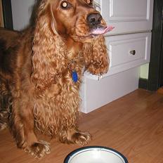 Cocker spaniel Luna