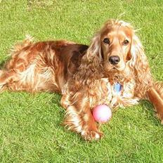 Cocker spaniel Luna