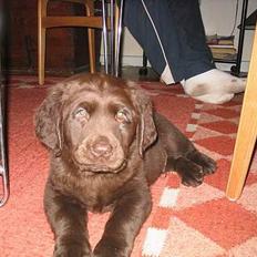 Labrador retriever Zeus