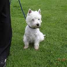 West highland white terrier Ziang