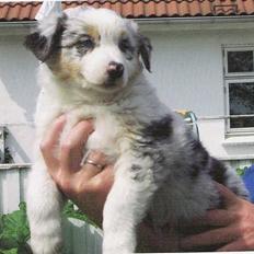 Australian shepherd Katinka
