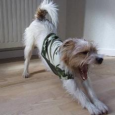 Parson russell terrier Rico (mors hund)