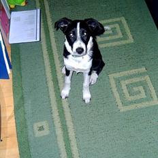 Border collie tikki <3 R.I.P <3