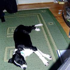 Border collie tikki <3 R.I.P <3