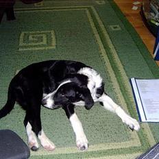 Border collie tikki <3 R.I.P <3
