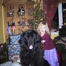 Newfoundlænder Shamira