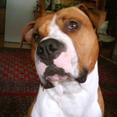 Amerikansk staffordshire terrier Armani A.K.A. "Sheriffen"