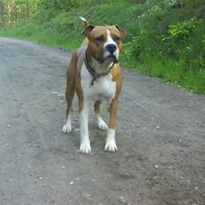 Amerikansk staffordshire terrier Armani A.K.A. "Sheriffen"