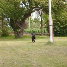 Labrador retriever Cora