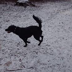 Labrador retriever Cora