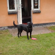 Labrador retriever Cora