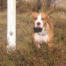 Amerikansk staffordshire terrier Freya