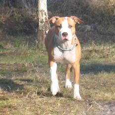 Amerikansk staffordshire terrier Freya